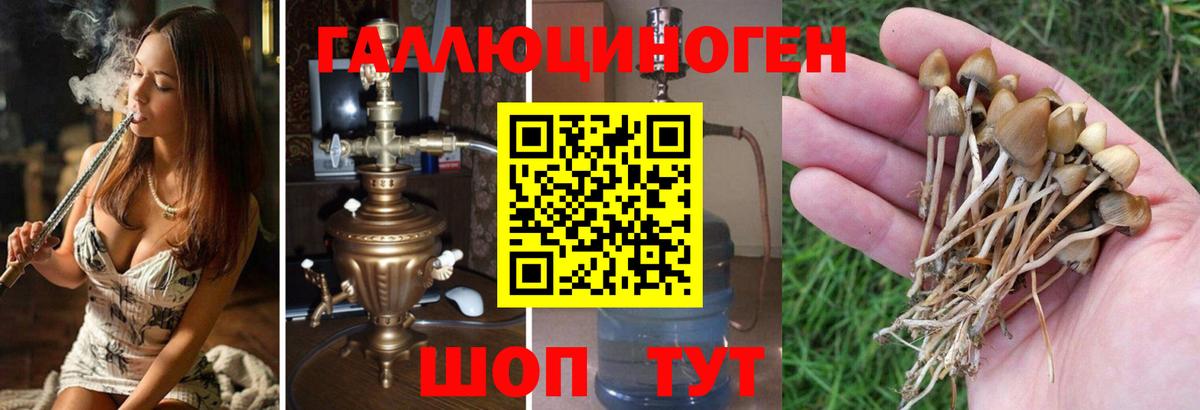 как найти закладки  Псилоцибиновые грибы Psilocybe  Вход с VPN  Октябрьский 